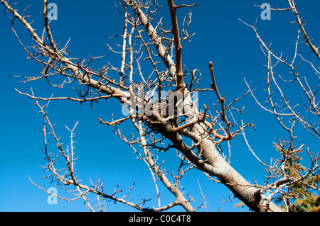 Straßenszenen in Jerome, Arizona Stockfoto