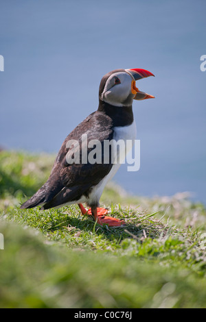 Papageitaucher (Fratercula Arctica) mit der Aufforderung, Treshnish, Schottland Stockfoto