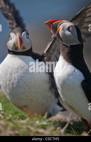 Papageitaucher (Fratercula Arctica) paar anzeigen Stockfoto