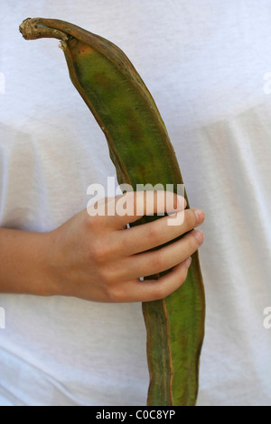 Pacae (Inga Feuillei). Hülsenfrucht Obst aus Amazonien, auch bekannt als "Ice Cream Bean". Stockfoto