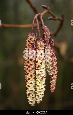 Ältere männliche gemeinsame Hazel Corylus Avellana Kätzchen aufgenommen am Carsington Wasser, Derbyshire, UK Stockfoto