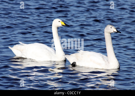 Erwachsene und Whooper Schwan Cygnet Cygnus Cygnus schwimmen zusammen bei Martin bloße WWT, Lancashire UK Stockfoto