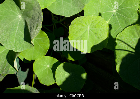 Kapuzinerkresse Blätter mit Tau Stockfoto