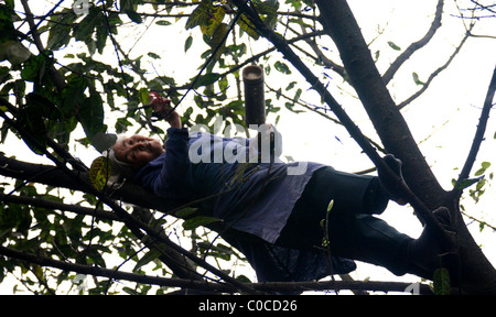 * Rettung Versuch Feuerwehrleute in China haben eine 70 Jahre alte Frau aus einem Baum gerettet.  Das "bellen" verrückten Rentner skaliert die Stockfoto