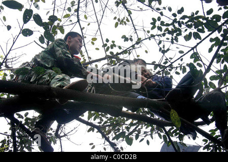 * Rettung Versuch Feuerwehrleute in China haben eine 70 Jahre alte Frau aus einem Baum gerettet.  Das "bellen" verrückten Rentner skaliert die Stockfoto