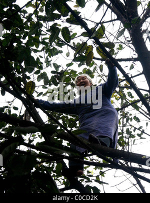 * Rettung Versuch Feuerwehrleute in China haben eine 70 Jahre alte Frau aus einem Baum gerettet.  Das "bellen" verrückten Rentner skaliert die Stockfoto