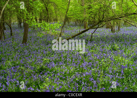 Ein Teppich aus Glockenblumen im Fifehead Wood, Dorset, UK April 2007 Stockfoto