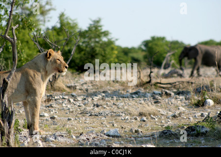 Der König und der Riese Stockfoto