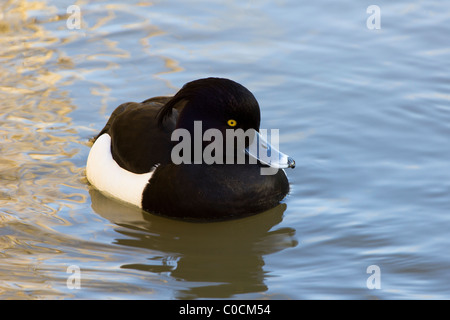Männliche Reiherenten (Aythya Fuligula). Stockfoto