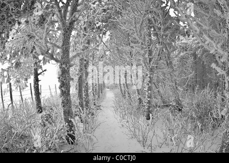 Ein Wanderweg durch den Wald bedeckt mit Schnee und Frost (Frankreich). Sentier de Randonnée Dans Une Forêt En Hiver (Frankreich). Stockfoto