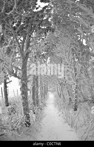 Ein Wanderweg durch den Wald bedeckt mit Schnee und Raureif (Frankreich). Sentier de Randonnée Dans Une Forêt En Hiver (Frankreich). Stockfoto