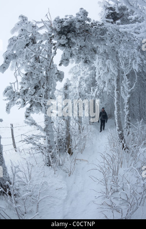 Ein Wanderer in einem Wald bedeckt mit Schnee und Frost (Auvergne - Frankreich). Randonneur Dans Une Forêt Recouverte de Neige et de Givre. Stockfoto