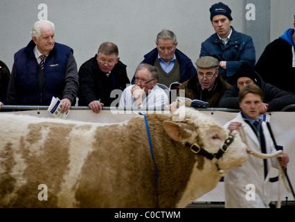 Perth Bull Verkauf Feb 2011 Stirling Mart, Schottland. Die weltberühmte Perth Bull Verkäufe wurden im Jahre 1865 gegründet. Stockfoto