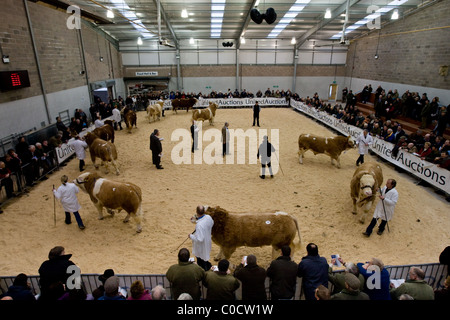 Perth Bull Verkauf Feb 2011 Stirling Mart, Schottland. Die weltberühmte Perth Bull Verkäufe wurden im Jahre 1865 gegründet. Stockfoto