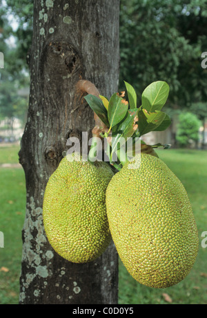 Elk134-3947 Vietnam Mekong River Delta Sa Dec Kinderzimmer Bauernhof Jackfruit Baum Stockfoto