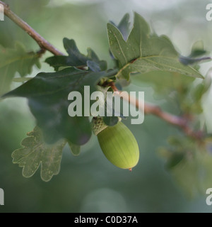 Acorn aus den Wäldern mit grünem Hintergrund Stockfoto