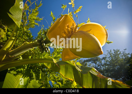 Der Blütenstand einer Japanische Faser Banane (Musa Basjoo) in einem Garten. Blütenstand de Bananier du Japon Dans un Jardin. Stockfoto