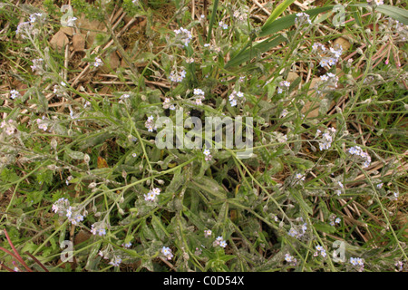 Feld-Vergissmeinnicht (Myosotis Arvensis: Boraginaceae), in einem Maisfeld, UK. Stockfoto