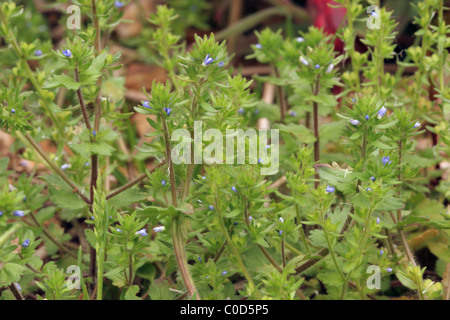 Wand-Ehrenpreis (Veronica Arvensis: Scrophulariaceae), UK Stockfoto