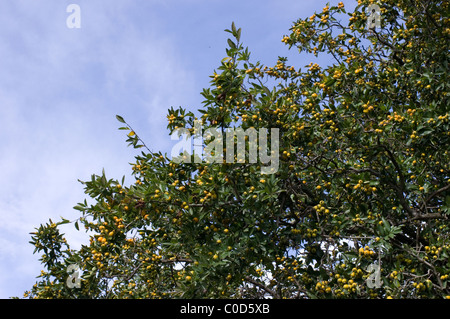 Tejocote Baum voller Früchte (Crataegus Mexicana) in Mexiko Stockfoto