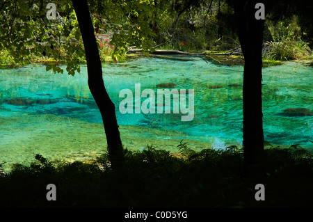 kristallklare Wasser des Ichetucknee Springs State Park North Florida Stockfoto