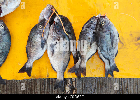 Black Bream oder Hottentotten Dorade, (Pachymetopon Blochi) Fisch Stockfoto