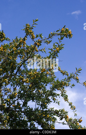 Tejocote Baum voller Früchte (Crataegus Mexicana) in Mexiko Stockfoto