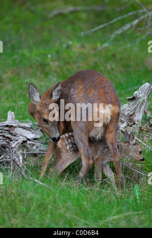 Reh (Capreolus Capreolus) Damhirschkuh mit Kitz, Jaemtland, Schweden Stockfoto