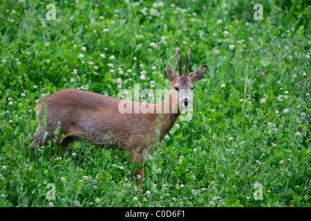 Roe deer (Capreolus capreolus) buck in meadow in summer, Germany Stockfoto
