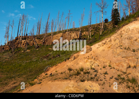 Detail der verbrannte Bäume im Yellowstone National Park-Landschaft. Stockfoto