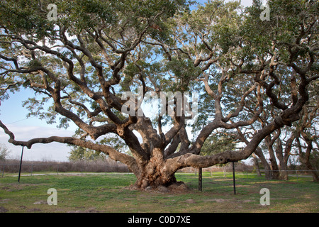 „Big Tree“ Coastal Live Oak, Texas Stockfoto