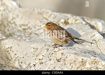 Berghänfling (Zuchtjahr Flavirostris) thront auf Felsen in der Nähe von Strand, Küste North Wales, UK, Dezember 2009 Stockfoto