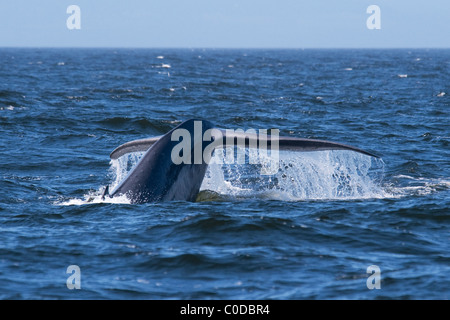 Blauwal (Balaenoptera Musculus) erwachsenen Tier wegzuwerfen. Monterey, Kalifornien, Pacific Ocean. Stockfoto