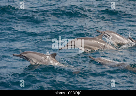 Hawaii/Grays Spinner-Delfine, Stenella Longirostris, Porpoising, Malediven, Indischer Ozean. Stockfoto