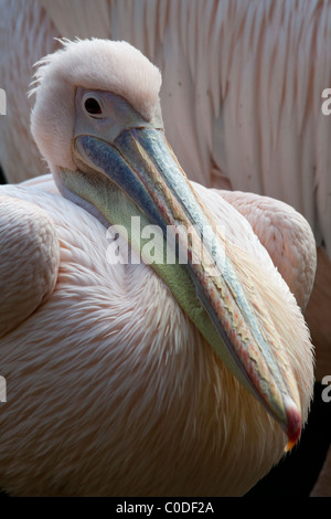 Großen weißen Pelikan (Pelecanus Onocrotalus) auch bekannt als der östlichen weißer Pelikan Stockfoto