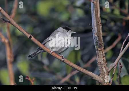 Männliche Mönchsgrasmücke (Sylvia Atricapilla) im Garten im Winter, Cheshire, UK, Januar 2010 6418 Stockfoto