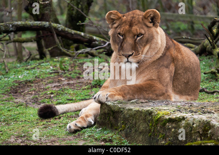 Weibliche Löwen Stockfoto