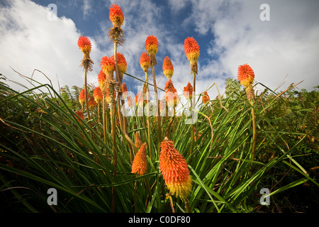 Die blühenden Fackel Lily (Kniphofia Uvaria), Tritoma faux Aloès (Kniphofia Uvaria) de Fleur. Stockfoto