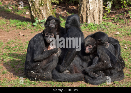 Black-headed Klammeraffe (Ateles Fusciceps) um ein Neugeborenes Stockfoto