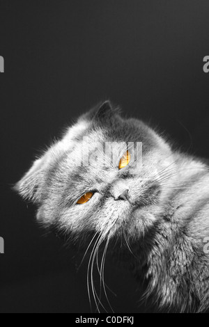 Böse Katze Porträt Stockfoto