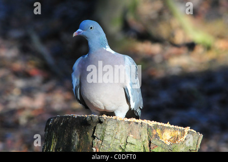 Ringeltaube Stockfoto