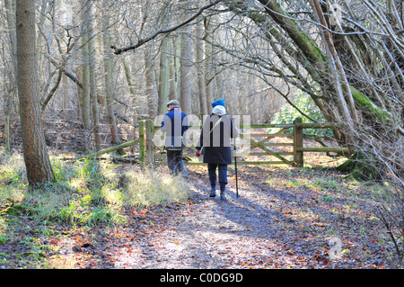 Paar zu Fuß durch Wald Stockfoto