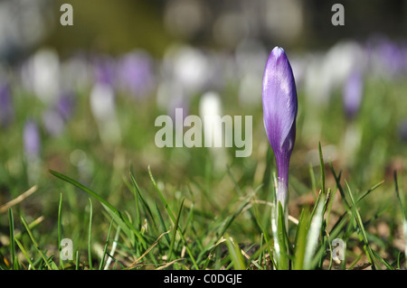 Einzelne lila Krokus Blume im Rasen Wiese Stockfoto