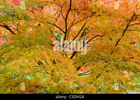 ACER PALMATUM HESSEI JAPANISCHER AHORN Stockfoto