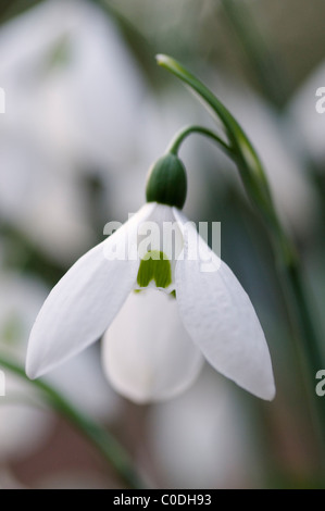 GALANTHUS ELWESII VAR MONOSTICTUS Stockfoto