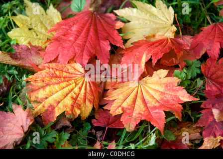 GEFALLENEN ACER JAPONICUM VITIFOLIUM BLÄTTER Stockfoto