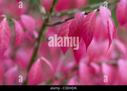 EUONYMUS ALATUS Stockfoto