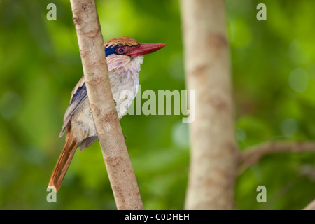 Lila Kingfisher (Cittura Cyanotis Cyanotis) Stockfoto