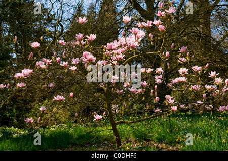 MAGNOLIA DENUDATA FORRESTS PINK Stockfoto