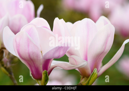 MAGNOLIA DENUDATA FORRESTS PINK Stockfoto